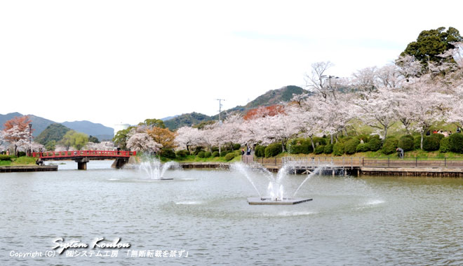 ２つの桜池・もみじ池を中心とした甘木公園は県下でも有数の桜の名所