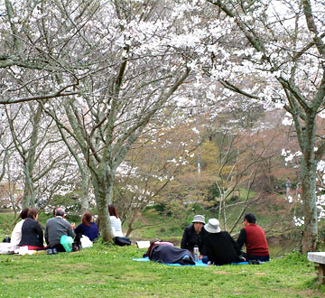 甘木公園の桜の下で花見