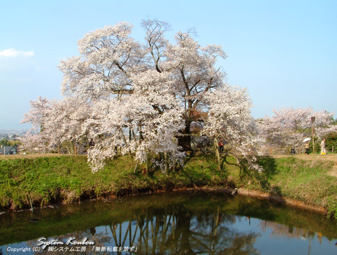 昭和61年には、市の保存樹木に指定された「浅井の一本桜」