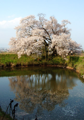 ため池の土手に植えてある浅井の一本桜