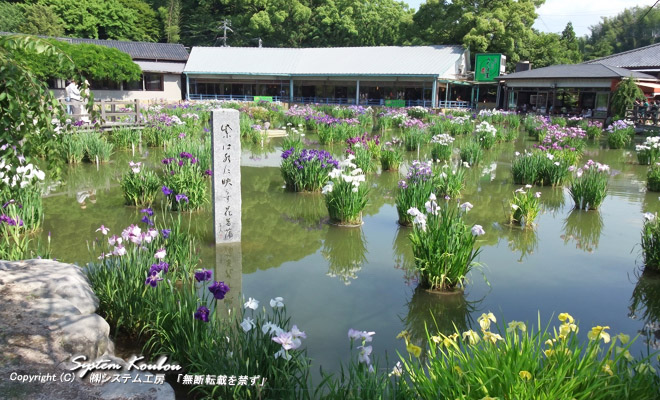 太宰府天満宮の菖蒲園には４０種３万本の花菖蒲が咲く