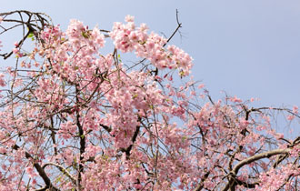 ほぼ満開の宗因（そういん）桜