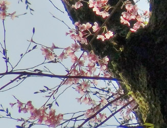 桜の種類はエドヒガン