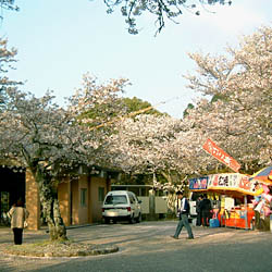 発心公園の桜の開花時期には数は少ないが露店も出る