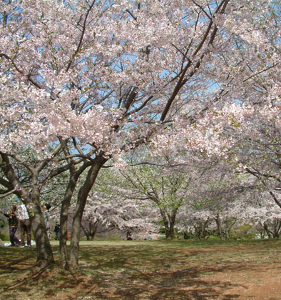 のこのしまアイランドパークには桜がたくさんあり、隠れた桜の名所である