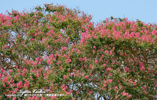 真夏の花が少ない暑い中で咲くサルスベリ(百日紅)は非常に目立つ存在だ