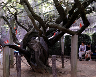 樹齢百数十年の老木が３本ある