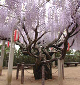 浄光寺境内の百数十年のフジの幹