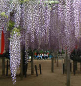 浄光寺の満開の紫のフジ