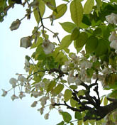 浄光寺の白いフジの花