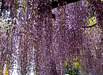 1．2ｍから1．5ｍの紫の花が咲き誇る