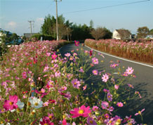 夢のコスモス街道は陣屋川沿いにありシーズンには約50万本のコスモスが咲く