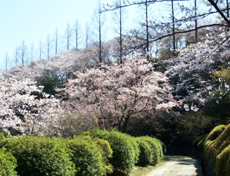 桜の木がたくさんある