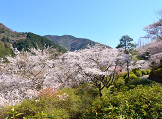 山々と桜