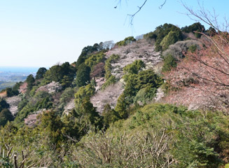 南の展望所から見る山と桜