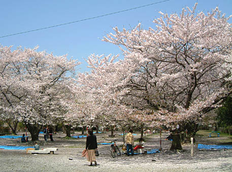丸山公園は田川市一の桜の名所