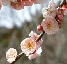 三岳梅林公園の梅の花