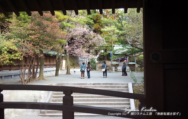 宮地嶽神社本殿の右隣にある一本の桜は宮地嶽神社で一番早く咲くので「開運桜」と言われている