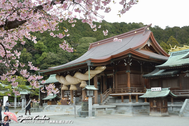 “夫婦桜”と宮地嶽神社の社殿