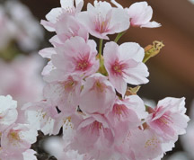 “夫婦桜”の花