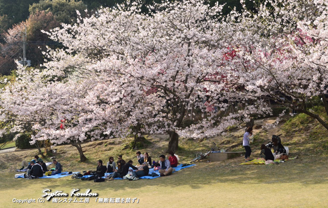 宮地嶽神社の境内には寒緋桜・吉野桜・八重桜・山桜などが約2000本あり福岡有数の桜の名所