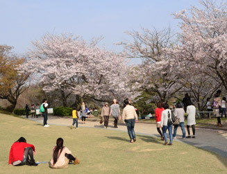 桜の開花時期には多くの花見客が訪れる