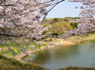 禊池と桜