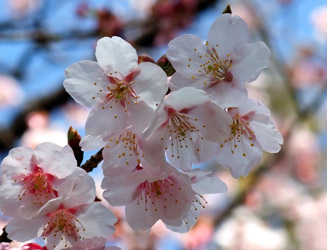 可憐な「開運桜」の花。この花は彼岸桜だ（たぶん？）