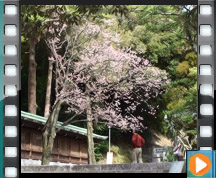 宮地嶽神社の桜（開運桜）の動画案内