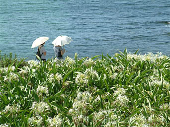 夏井ケ浜のハマユウは種が暖流に運ばれここに自生した