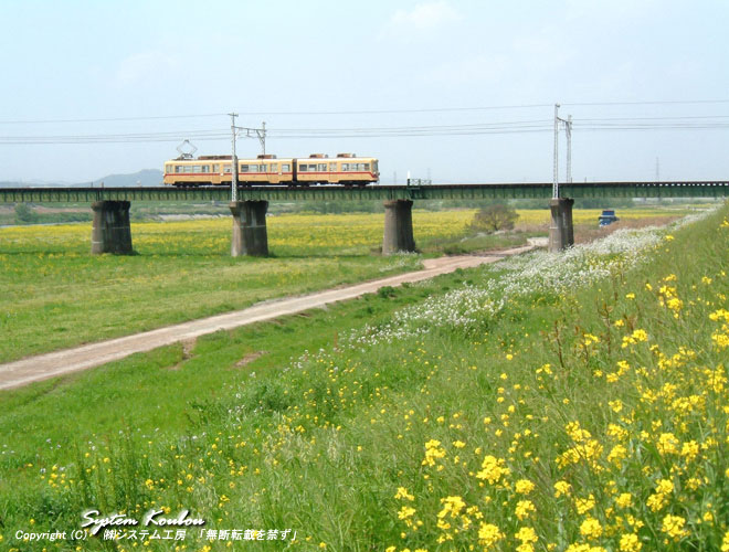 直方市の筑豊電鉄の鉄橋付近には３月中旬から４月上旬にかけて菜の花がたくさん咲く