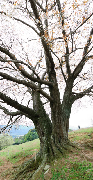 才尾の一本桜の幹