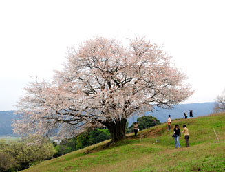 才尾の一本桜を横から見る