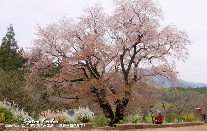 １０年位前までは土地の人々のみに存在が知られていたが最近は結構有名な一本桜になっている