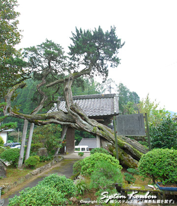 樹齢１０００年以上といわれる円福寺のビャクシンの木