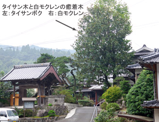 円福寺の入り口にあるタイサン木と白モクレンの癒着木