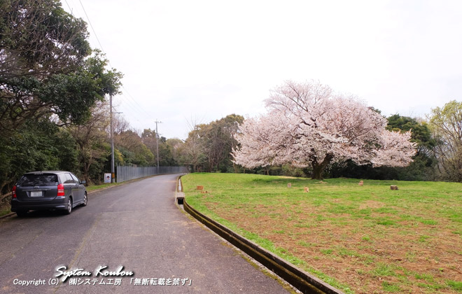 福智山山麓にある上野峡から約1.5Km下った町道のそばにある『天郷の一本桜』