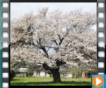 天郷の一本桜の動画案内
