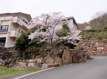 �@ 上野温泉の前の道を登る