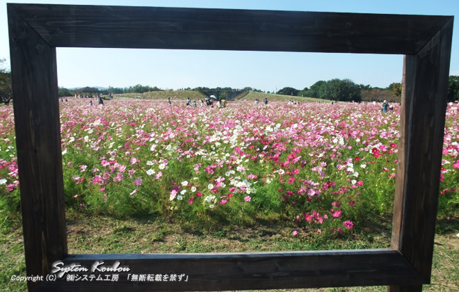 2ヘクタールの花畑「花の丘」には200万本のコスモスが咲き乱れる