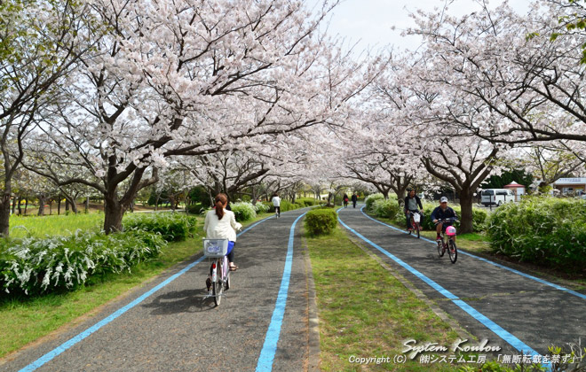 海の中道海浜公園のサイクリングロード外周コースに桜のトンネルができる