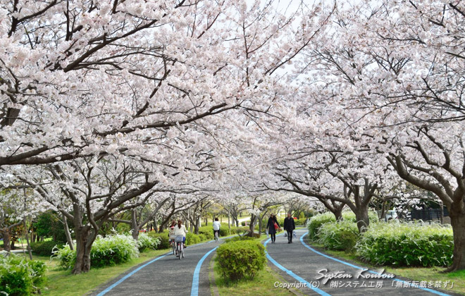 近年は桜の開花が１週間程度早く３月２７、２８日頃が見頃となる年が多い