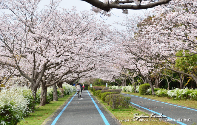 園内に桜の木は約１０００本あるそうだが、このサイクリングロード以外はちらほらとある程度