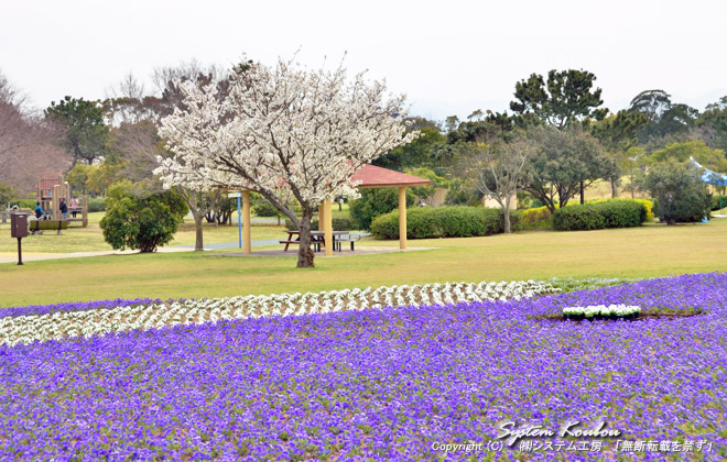 園内にぽつんとある桜と紫の花は「ムスカリ」と言うユリ科の花
