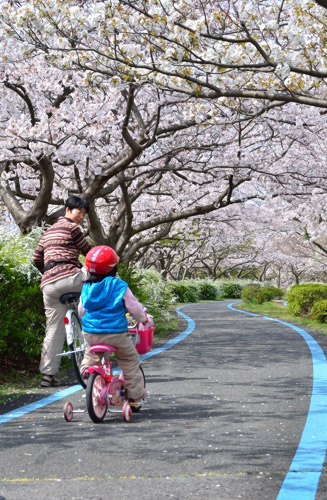 西口サイクリングセンター近くのサイクリングローの桜が一番きれい！