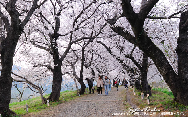 夕月神社の参道の両脇に桜の老木が約５０本