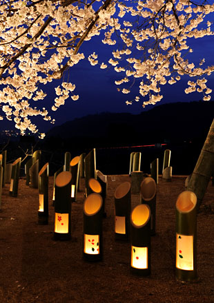 竹灯篭と桜がきれい