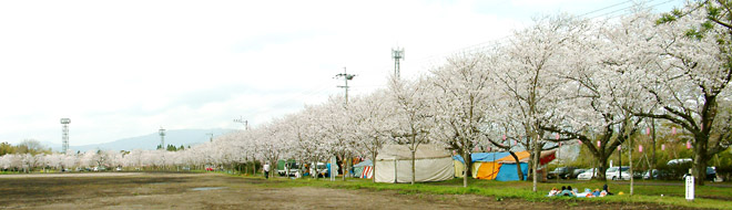 「日本さくら名所100選」にも選ばれた忠元公園の桜