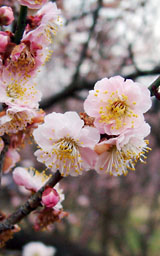 藤川天神の臥龍梅の淡いピンクの花