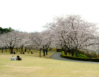 吉野公園では芝生の上で桜の花見ができる